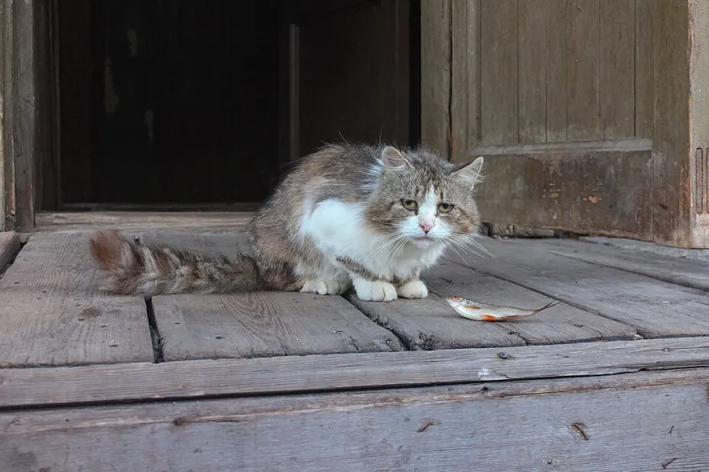 Nutrire il gatto senior: strategie alimentari per una vecchiaia in salute