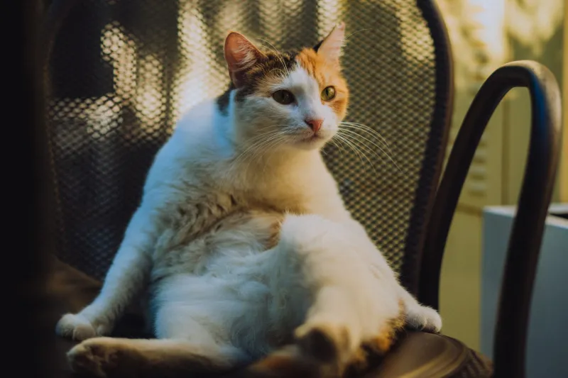 Il gatto fa cose strane: guida per capire quando è normale e quando chiamare il veterinario