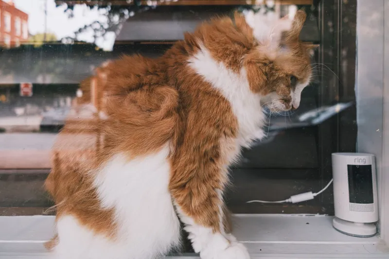 Gatto in casa o all'aperto? Una scelta consapevole per chi vive a Roma EUR