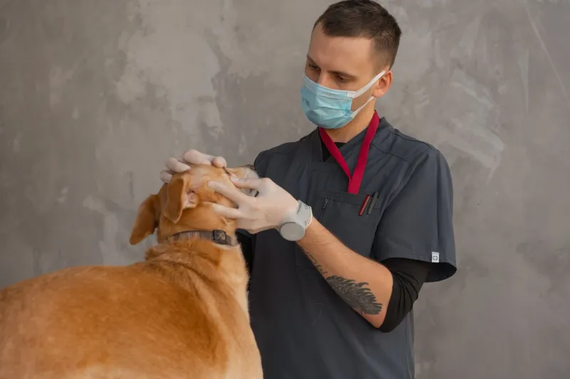 Il cane ha problemi di stomaco: riconoscere i segnali e sapere quando agire